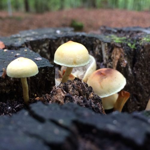 autumn mushroom wood