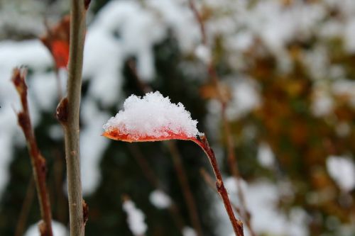 autumn winter snow