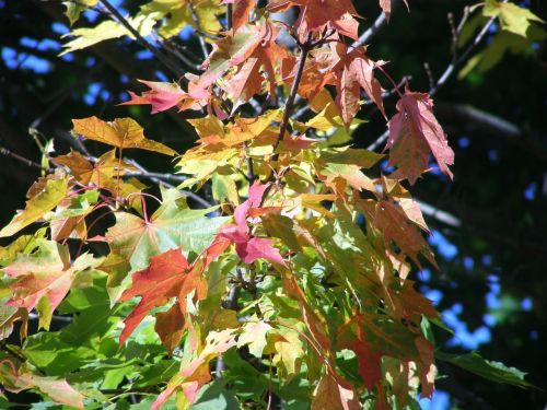 autumn autumn colors foliage