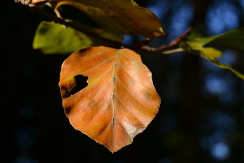 autumn leaves in the autumn golden autumn