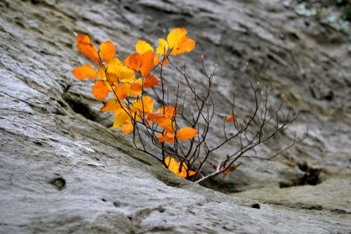 autumn leaves in the autumn stone