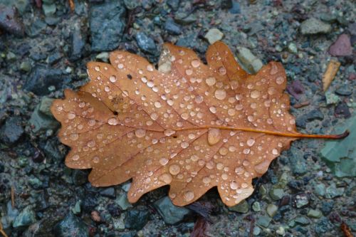 autumn fall brown