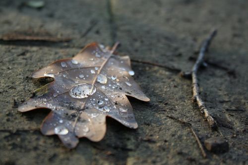 autumn fall leaf dry leaf