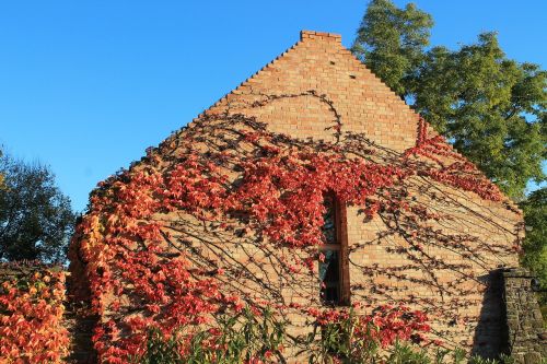 autumn lake balaton leaves