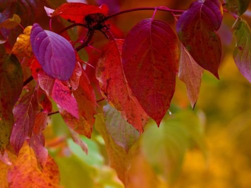 autumn foliage colorful