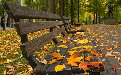 autumn defoliation serenity