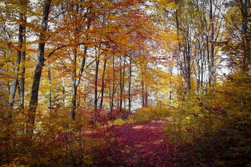 autumn red fall