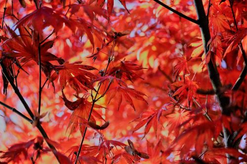 autumn maple leaves