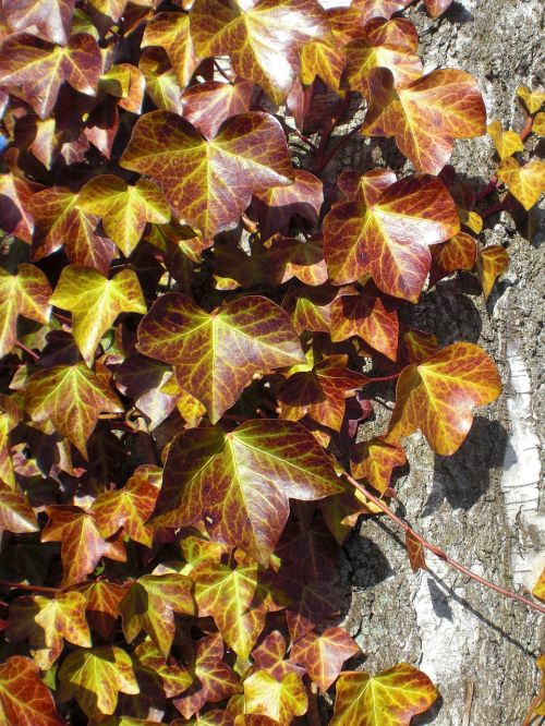 autumn leaves log