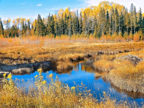 autumn bog nature