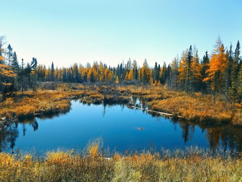 autumn bog nature