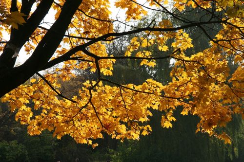 autumn nature tree
