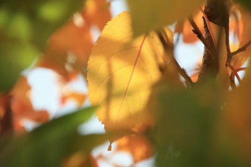 autumn fall foliage leaves