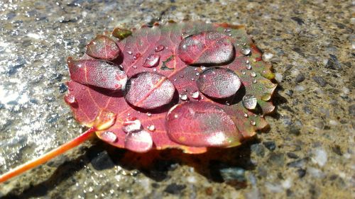 autumn leaf drip