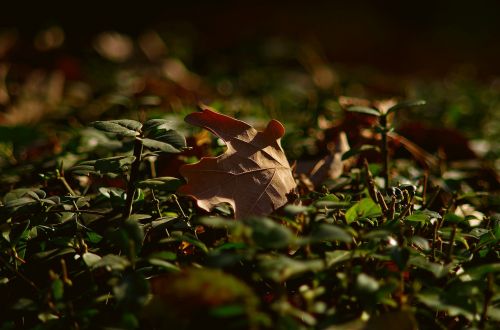 autumn leaves nature