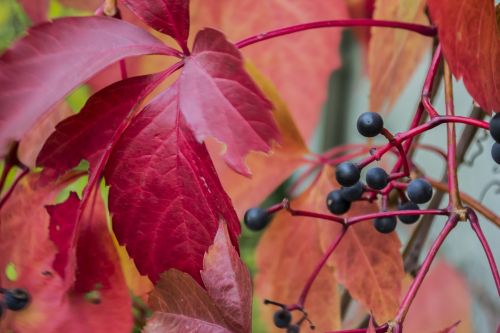 autumn foliage yellow