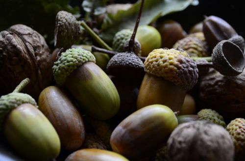 autumn acorn nature