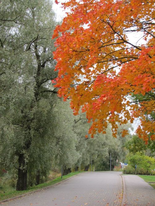 autumn maple red