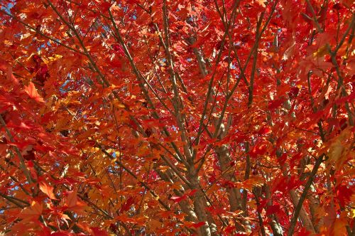 autumn leaves tree