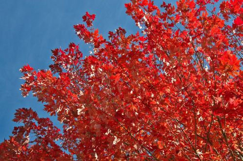 autumn tree leaves