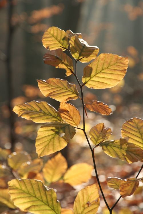 autumn forest leaves