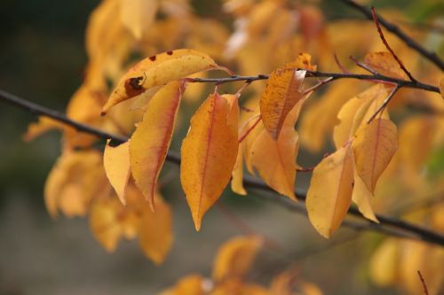 autumn leaves golden autumn