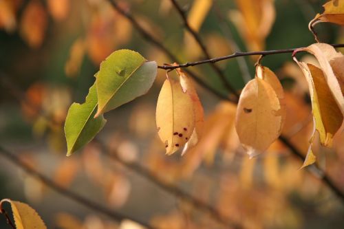 autumn leaves golden autumn