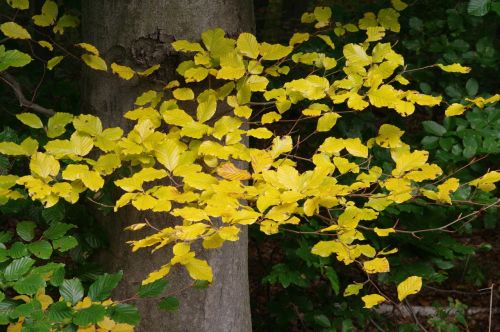 autumn autumn forest fall foliage