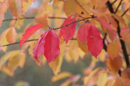 autumn leaves fall foliage