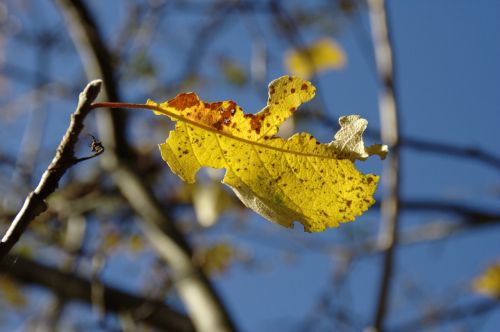 autumn blue yellow