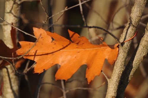 autumn leaves fall foliage