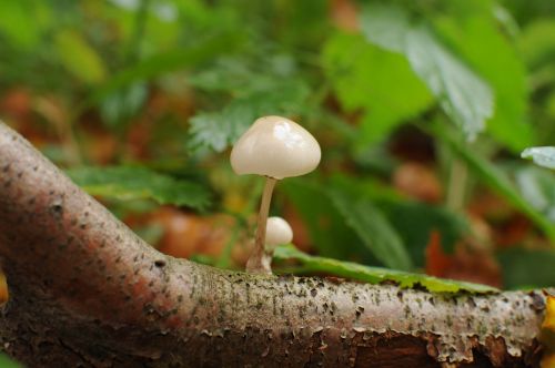 autumn mushroom close