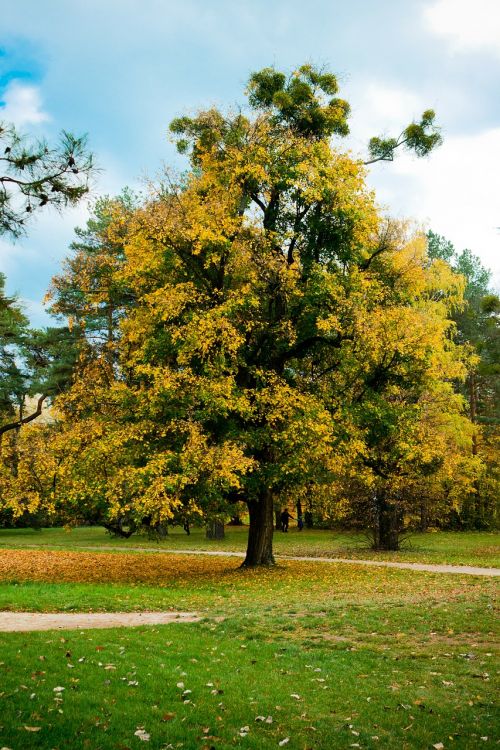 autumn wood foliage