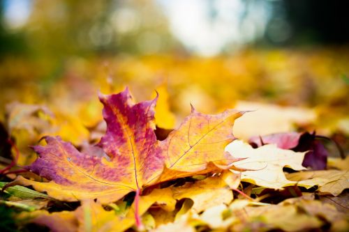 autumn wood foliage