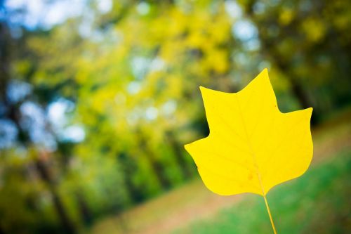 autumn wood foliage