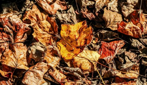 autumn fallen leaves maple