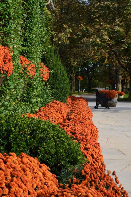 autumn landscape garden