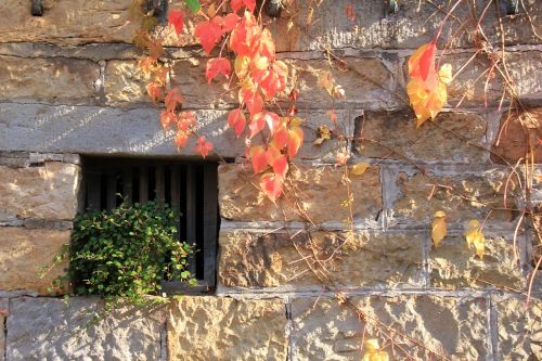 autumn leaves window