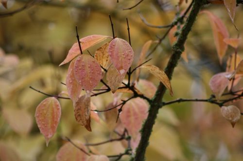 autumn leaves fall foliage