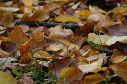 autumn fall foliage leaves