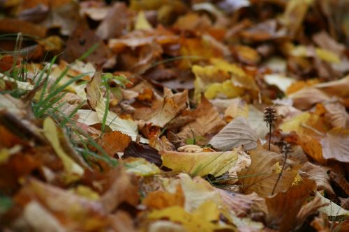 autumn leaves fall foliage