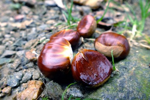 autumn chestnut chestnut forest