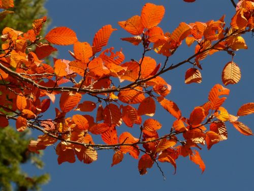 autumn forest tree