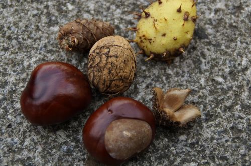 autumn fruits autumn fruits