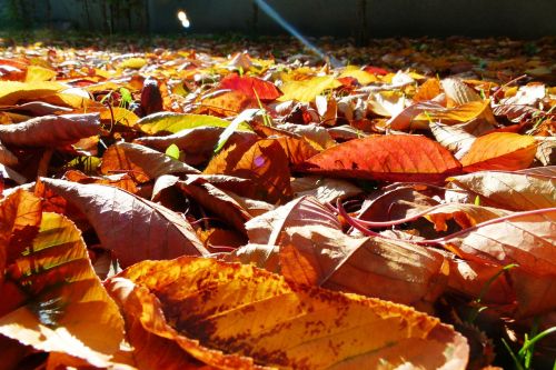 autumn yellow leaves foliage