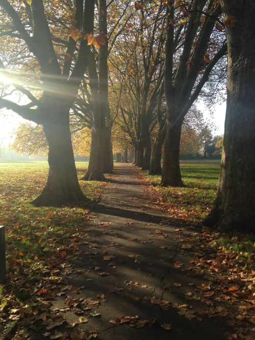 autumn path walk in the park