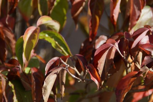 autumn ornamental shrub fall foliage