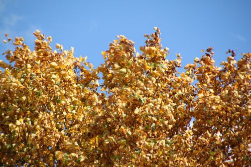 autumn fall foliage golden autumn