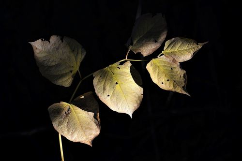 autumn leaves shadow