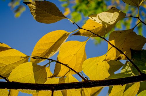 autumn foliage yellow